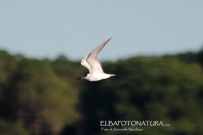 Beccapesci (Thalasseus sandvicensis) e Gheppio (Falco tinnunculus)